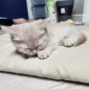 고양이샵 이미지