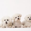 도그마루 강아지고양이 안양점 이미지