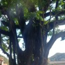 은행나무흑염소 이미지