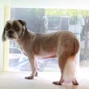 두리애견용품 이미지