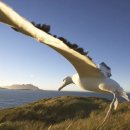 알바트로스 이미지