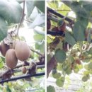 일진농장 이미지