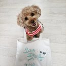 보리네펫미용 네이버블로그