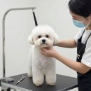서창사랑동물병원 미용실 | 반려동물 미용실 선택 가이드 - 우리 아이에게 맞는 곳 찾기
