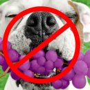 ACE동물병원 이미지