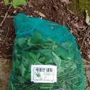풀떼기 Daum카페