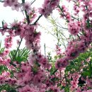 복숭아꽃 살구꽃 이미지