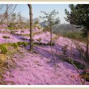 동산잔디 이미지