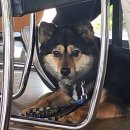 씨유 제주중문로드점 | 제주 서귀포시 중문 애견동반 가능한 파스타 맛집 꽁떼네도르