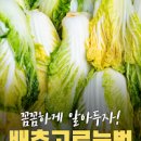 김장 배추절이기 배추절이는방법과 배추절이는시간 이미지