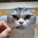 행복보일러