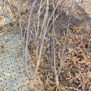 왕성목장 이미지