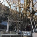 큰나무몰 이미지