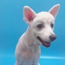 38점5도씨 이미지