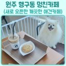 멍친카페 | 원주 애견카페 새로 오픈한 행구동 멍친카페 내돈내산