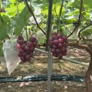 명품과일 이미지