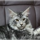 러블리메인쿤 이미지