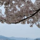 가고파사우나 | 경남 고성 유채꽃 명소ㅡ고성 안뜰 경관농업단지 유채꽃 나들이