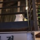 도도한댕댕 이미지