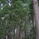 레드우드 이미지