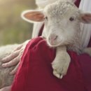 갈매기초장 이미지