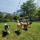 환타랜드숲유치원 | 숲속애견랜드 애견호텔 애견유치원 선택 전 볼 핵심 정보