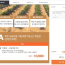 가을철 파주 쇠꼴마을로 배따기 고구마캐기 체험하러 가자!