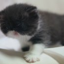 캐터리엔(cattery-n) 이미지