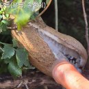 초록땅 | &#39;제주 숲 힐링&#39; 이끼와 돌이 빚은 초록 보석, 화순곶자왈 탐방 후기