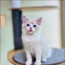 Fall in Rags 이미지