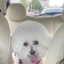 리치펫살롱 네이버블로그