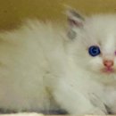 고양이날다 이미지