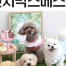 코지캣독