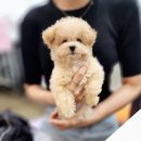 크림푸들 가족이야기 이미지