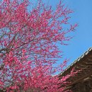 봄아가씨 외 26점 | 양산통도사 주말 방문후기 홍매화 개화