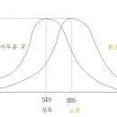 주시안과 광수용기(추상체, 간상체)과 주변시법(흘겨보기) 이미지