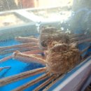 대포대게활어회마트 이미지