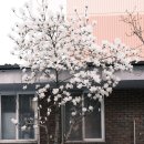 아우라지곤드레밥집 이미지