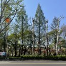 석촌호수 서호(카페 앞) 이미지