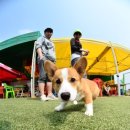 스타독스 이미지