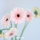 대한꽃집 이미지