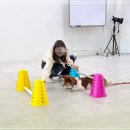 반려동물 관리사 이미지