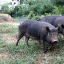 원촌농장 이미지