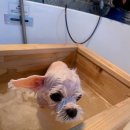 즐거운애견미용실 이미지