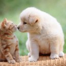 강아지랑 고양이 이미지