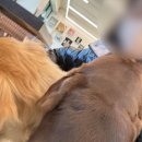 [남양주애견유치원]뀨카페&amp;댕치원 후기