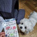 킨더퍼피 이미지