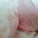 까까줄개 이미지