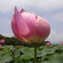 연꽃이야기