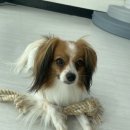 예쁘개&사랑스럽개 이미지